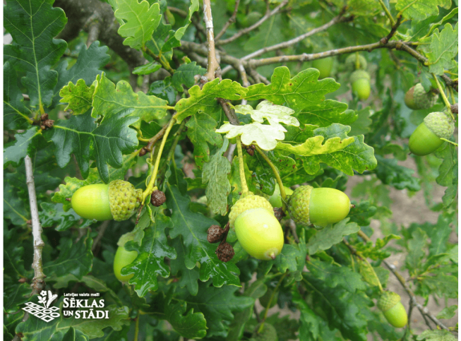 Quercus robur   'Pendula'